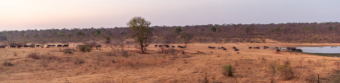 Wasserloch an der Ivory Lodge: Kaffernbüffel (Schwarzbüffel, Afrikanische Büffel, Syncerus caffer) Sikumbi Forest Reserve