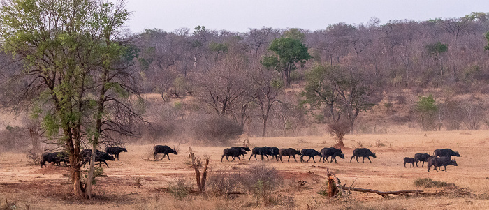 Wasserloch an der Ivory Lodge: Kaffernbüffel (Schwarzbüffel, Afrikanische Büffel, Syncerus caffer) Sikumbi Forest Reserve