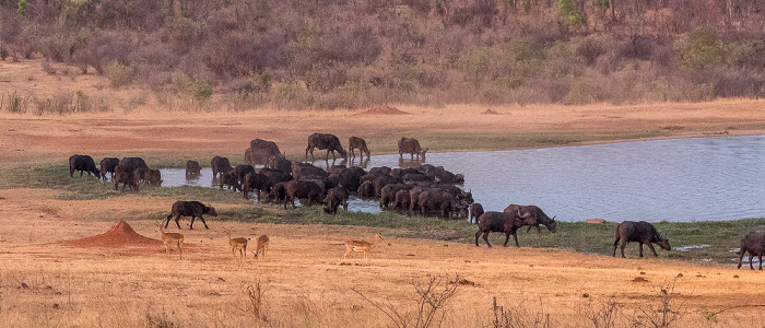 Sikumbi Forest Reserve Wasserloch an der Ivory Lodge: Kaffernbüffel (Schwarzbüffel, Afrikanische Büffel, Syncerus caffer)