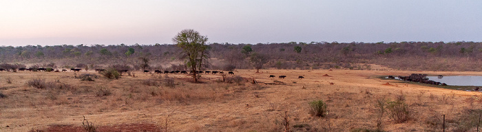 Wasserloch an der Ivory Lodge: Kaffernbüffel (Schwarzbüffel, Afrikanische Büffel, Syncerus caffer) Sikumbi Forest Reserve