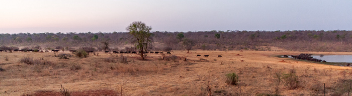 Sikumbi Forest Reserve Wasserloch an der Ivory Lodge: Kaffernbüffel (Schwarzbüffel, Afrikanische Büffel, Syncerus caffer)