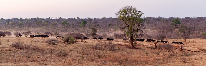 Sikumbi Forest Reserve Wasserloch an der Ivory Lodge: Kaffernbüffel (Schwarzbüffel, Afrikanische Büffel, Syncerus caffer)