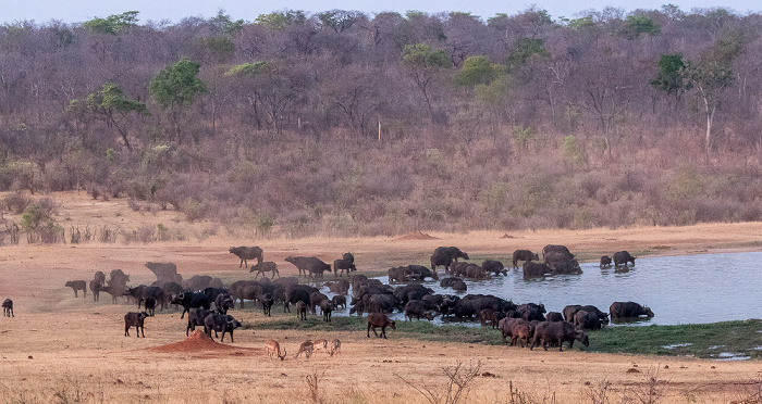 Wasserloch an der Ivory Lodge: Kaffernbüffel (Schwarzbüffel, Afrikanische Büffel, Syncerus caffer) Sikumbi Forest Reserve