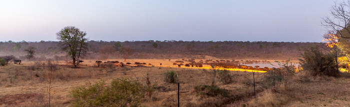 Wasserloch an der Ivory Lodge: Kaffernbüffel (Schwarzbüffel, Afrikanische Büffel, Syncerus caffer) Sikumbi Forest Reserve