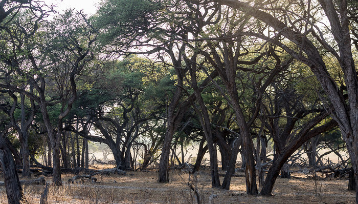 Sikumbi Forest Reserve