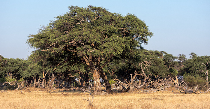 Sikumbi Forest Reserve