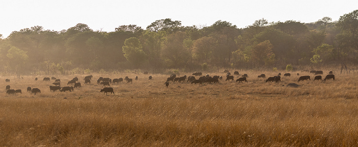 Sikumbi Forest Reserve Kaffernbüffel (Schwarzbüffel, Afrikanische Büffel, Syncerus caffer)