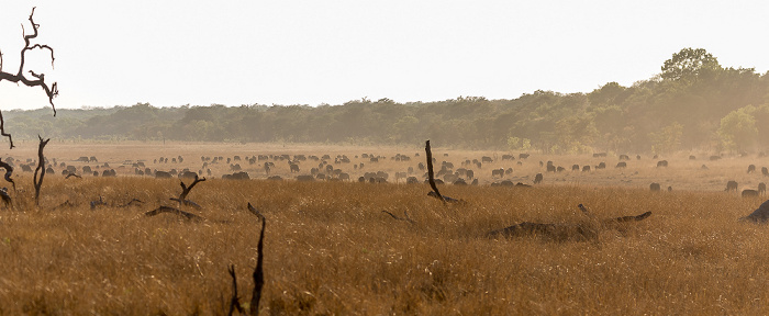 Sikumbi Forest Reserve Kaffernbüffel (Schwarzbüffel, Afrikanische Büffel, Syncerus caffer)