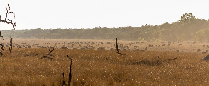 Kaffernbüffel (Schwarzbüffel, Afrikanische Büffel, Syncerus caffer) Sikumbi Forest Reserve