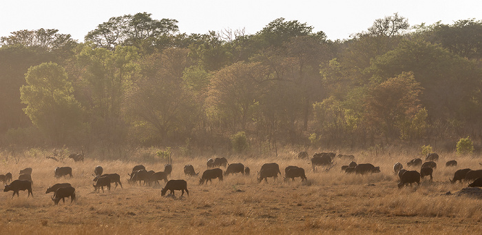 Sikumbi Forest Reserve Kaffernbüffel (Schwarzbüffel, Afrikanische Büffel, Syncerus caffer)