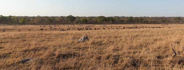 Kaffernbüffel (Schwarzbüffel, Afrikanische Büffel, Syncerus caffer) Sikumbi Forest Reserve