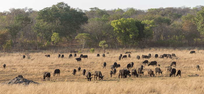 Kaffernbüffel (Schwarzbüffel, Afrikanische Büffel, Syncerus caffer) Sikumbi Forest Reserve