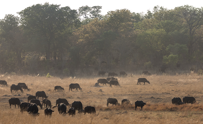 Kaffernbüffel (Schwarzbüffel, Afrikanische Büffel, Syncerus caffer) Sikumbi Forest Reserve