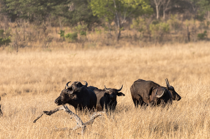 Sikumbi Forest Reserve Kaffernbüffel (Schwarzbüffel, Afrikanische Büffel, Syncerus caffer)