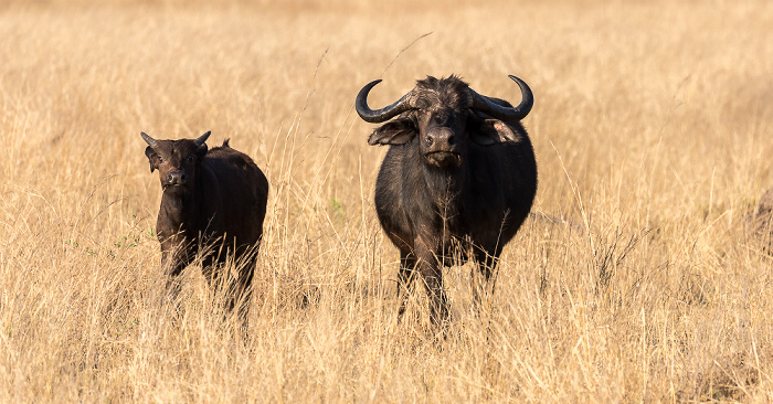 Sikumbi Forest Reserve Kaffernbüffel (Schwarzbüffel, Afrikanische Büffel, Syncerus caffer)