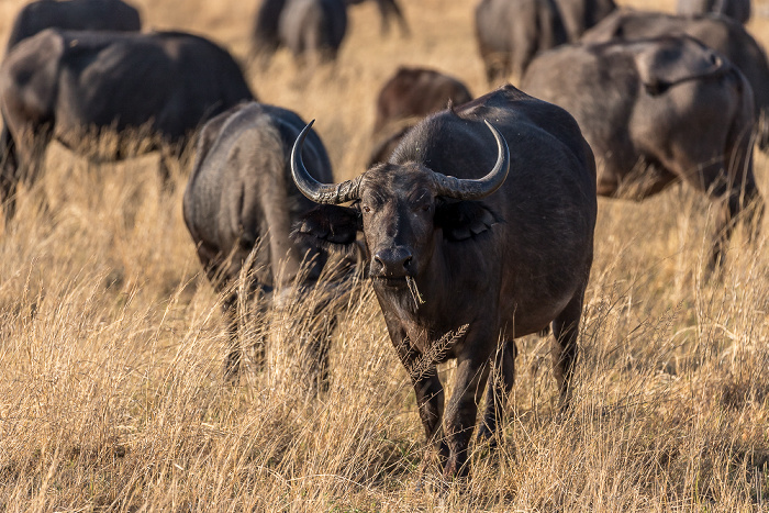 Kaffernbüffel (Schwarzbüffel, Afrikanische Büffel, Syncerus caffer) Sikumbi Forest Reserve