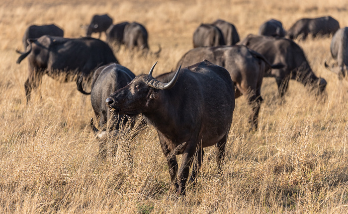 Sikumbi Forest Reserve Kaffernbüffel (Schwarzbüffel, Afrikanische Büffel, Syncerus caffer)