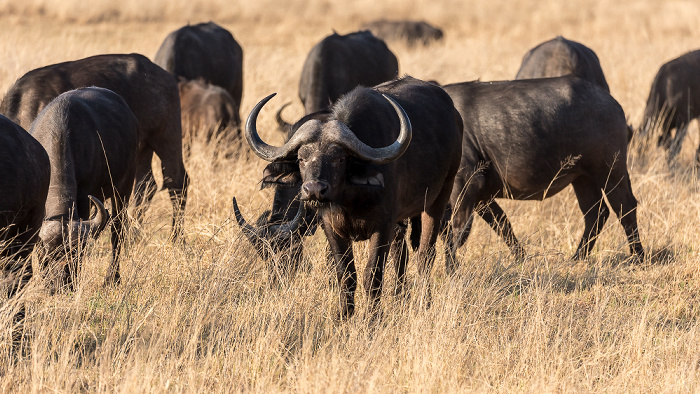 Sikumbi Forest Reserve Kaffernbüffel (Schwarzbüffel, Afrikanische Büffel, Syncerus caffer)