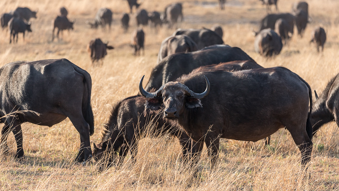 Sikumbi Forest Reserve Kaffernbüffel (Schwarzbüffel, Afrikanische Büffel, Syncerus caffer)