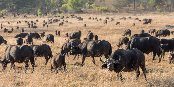 Sikumbi Forest Reserve Kaffernbüffel (Schwarzbüffel, Afrikanische Büffel, Syncerus caffer)