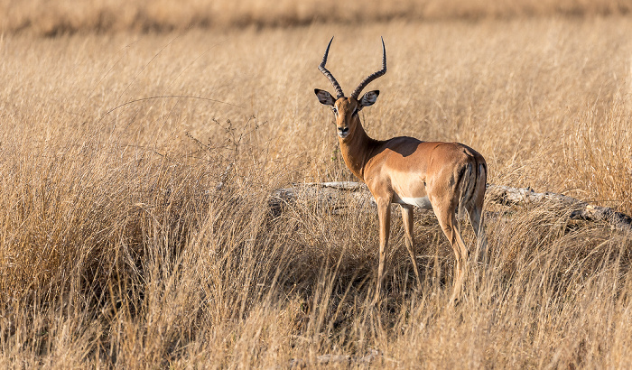 Sikumbi Forest Reserve Impalas (Aepyceros)