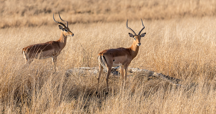 Impalas (Aepyceros) Sikumbi Forest Reserve