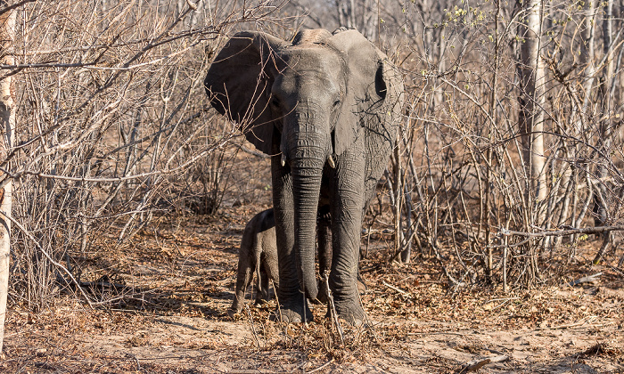 Sikumbi Forest Reserve Afrikanischer Elefant (Loxodonta africana) mit Baby