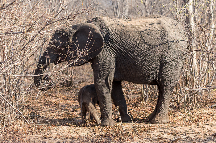 Afrikanischer Elefant (Loxodonta africana) mit Baby Sikumbi Forest Reserve