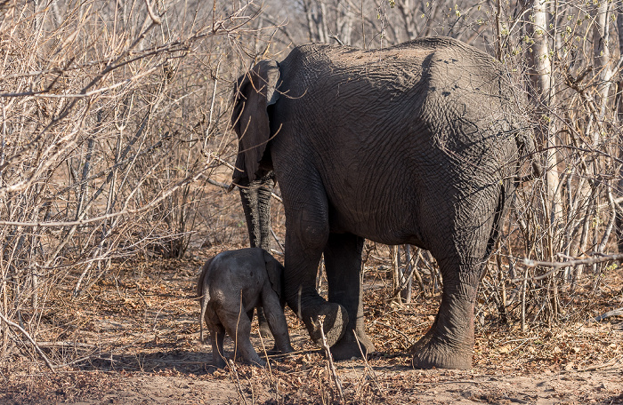 Afrikanischer Elefant (Loxodonta africana) mit Baby Sikumbi Forest Reserve