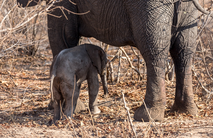 Sikumbi Forest Reserve Afrikanischer Elefant (Loxodonta africana) mit Baby