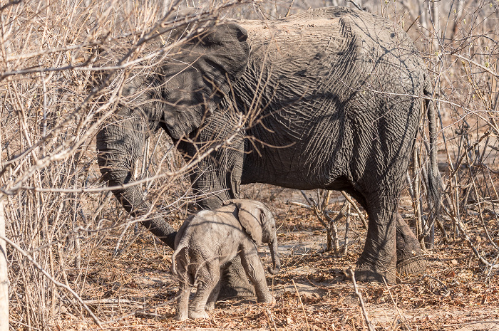 Sikumbi Forest Reserve Afrikanischer Elefant (Loxodonta africana) mit Baby