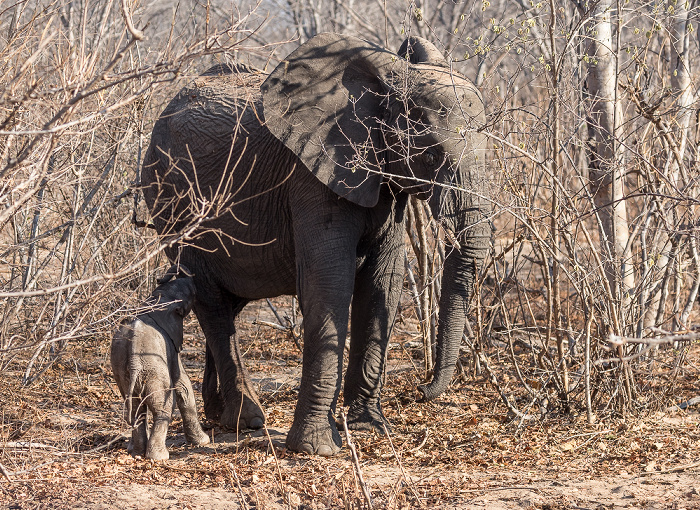 Sikumbi Forest Reserve Afrikanischer Elefant (Loxodonta africana) mit Baby