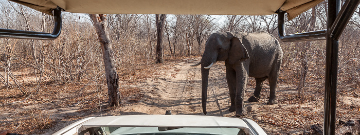 Sikumbi Forest Reserve Afrikanischer Elefant (Loxodonta africana)