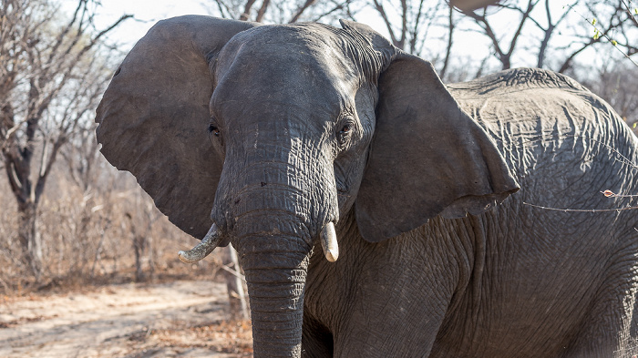 Afrikanischer Elefant (Loxodonta africana) Sikumbi Forest Reserve