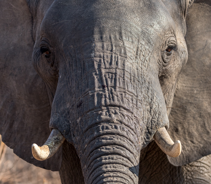 Afrikanischer Elefant (Loxodonta africana) Sikumbi Forest Reserve