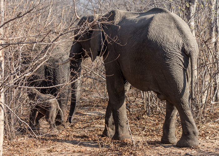 Afrikanische Elefanten (Loxodonta africana) mit Baby Sikumbi Forest Reserve