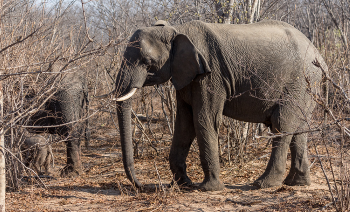 Sikumbi Forest Reserve Afrikanische Elefanten (Loxodonta africana) mit Baby