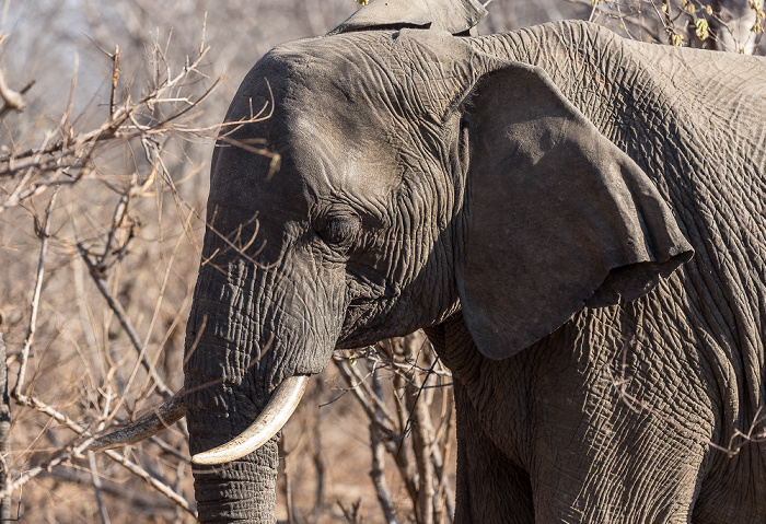 Afrikanischer Elefant (Loxodonta africana) Sikumbi Forest Reserve