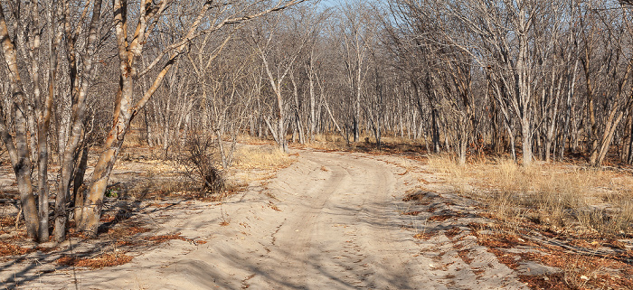 Sikumbi Forest Reserve