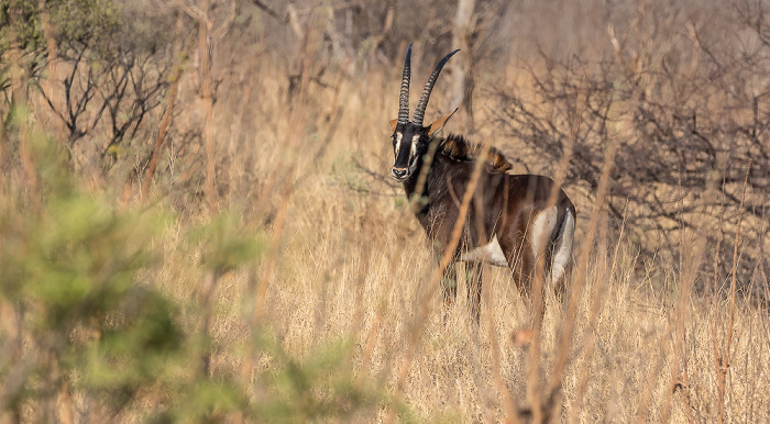 Sikumbi Forest Reserve Rappenantilope (Hippotragus niger)