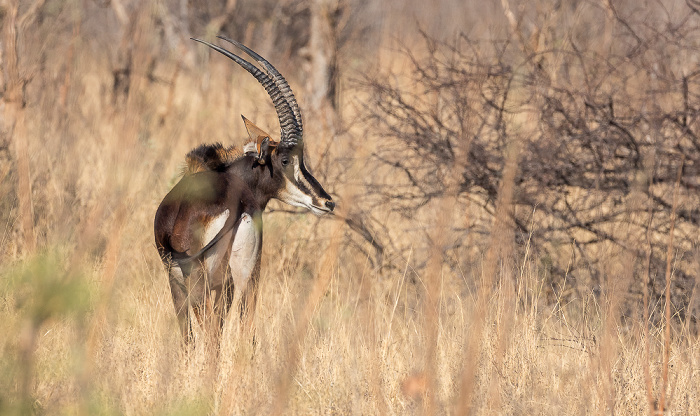 Sikumbi Forest Reserve Rappenantilope (Hippotragus niger)