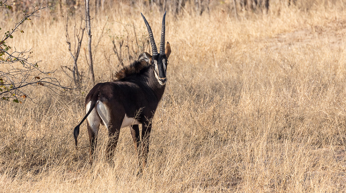 Sikumbi Forest Reserve Rappenantilope (Hippotragus niger)