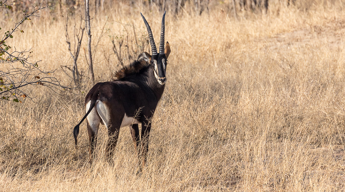 Rappenantilope (Hippotragus niger) Sikumbi Forest Reserve