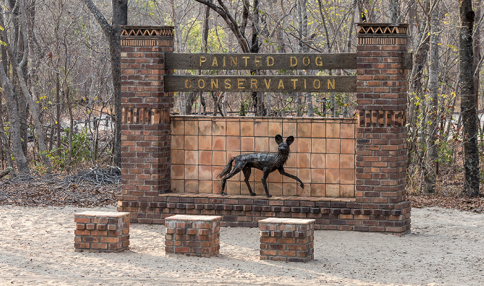 Sikumbi Forest Reserve Painted Dog Conservation