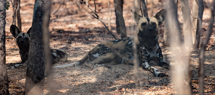 Sikumbi Forest Reserve Painted Dog Conservation: Afrikanische Wildhunde (Lycaon pictus)