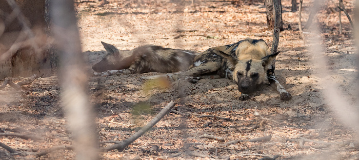 Sikumbi Forest Reserve Painted Dog Conservation: Afrikanische Wildhunde (Lycaon pictus)