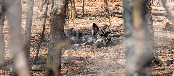 Painted Dog Conservation: Afrikanische Wildhunde (Lycaon pictus) Sikumbi Forest Reserve