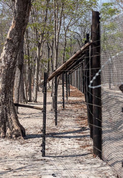 Sikumbi Forest Reserve Painted Dog Conservation