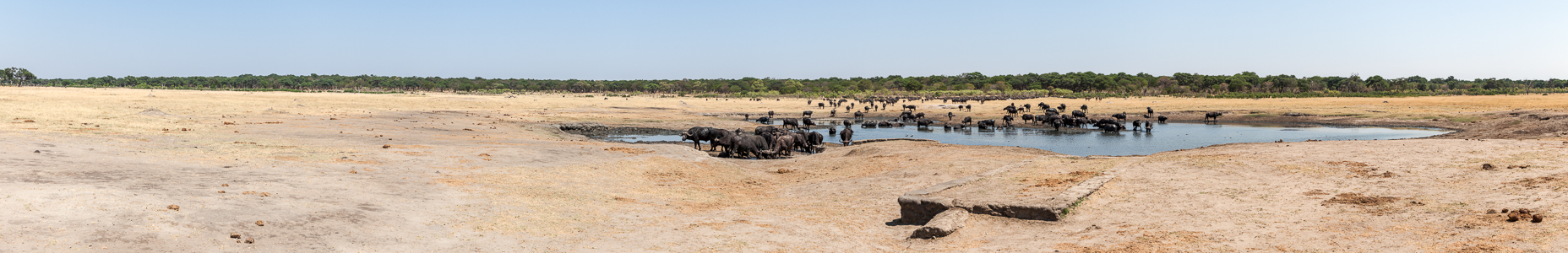 Hwange National Park Kennedy Pan: Kaffernbüffel (Schwarzbüffel, Afrikanische Büffel, Syncerus caffer)