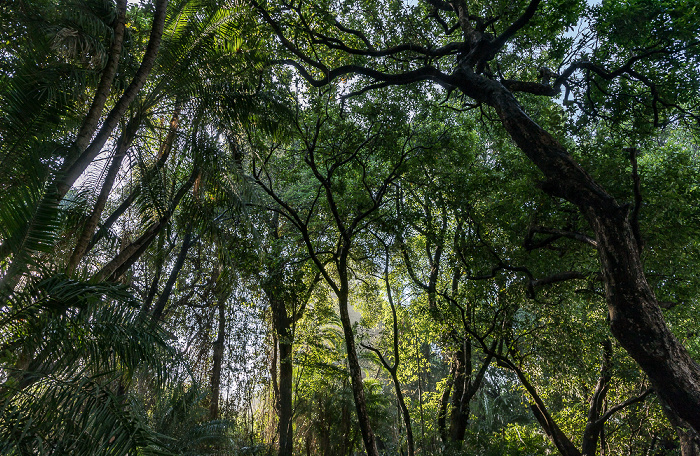 Victoria Falls National Park Regenwald